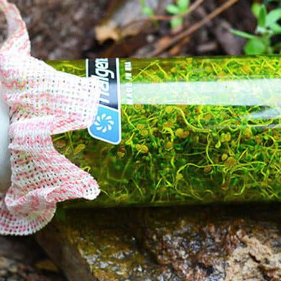 Grow your own backcountry sprouts