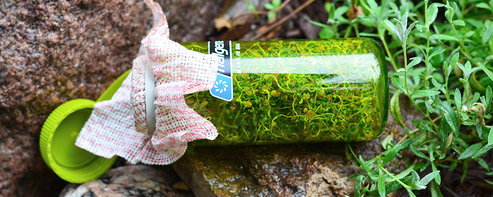 Grow your own backcountry sprouts