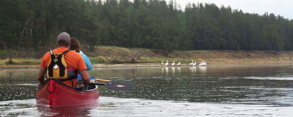 Couple paddling in a canoe during a short canoe trip near Saskatoon, with swans visible on the shore.