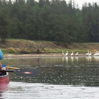 Couple paddling in a canoe during a short canoe trip near Saskatoon, with swans visible on the shore.