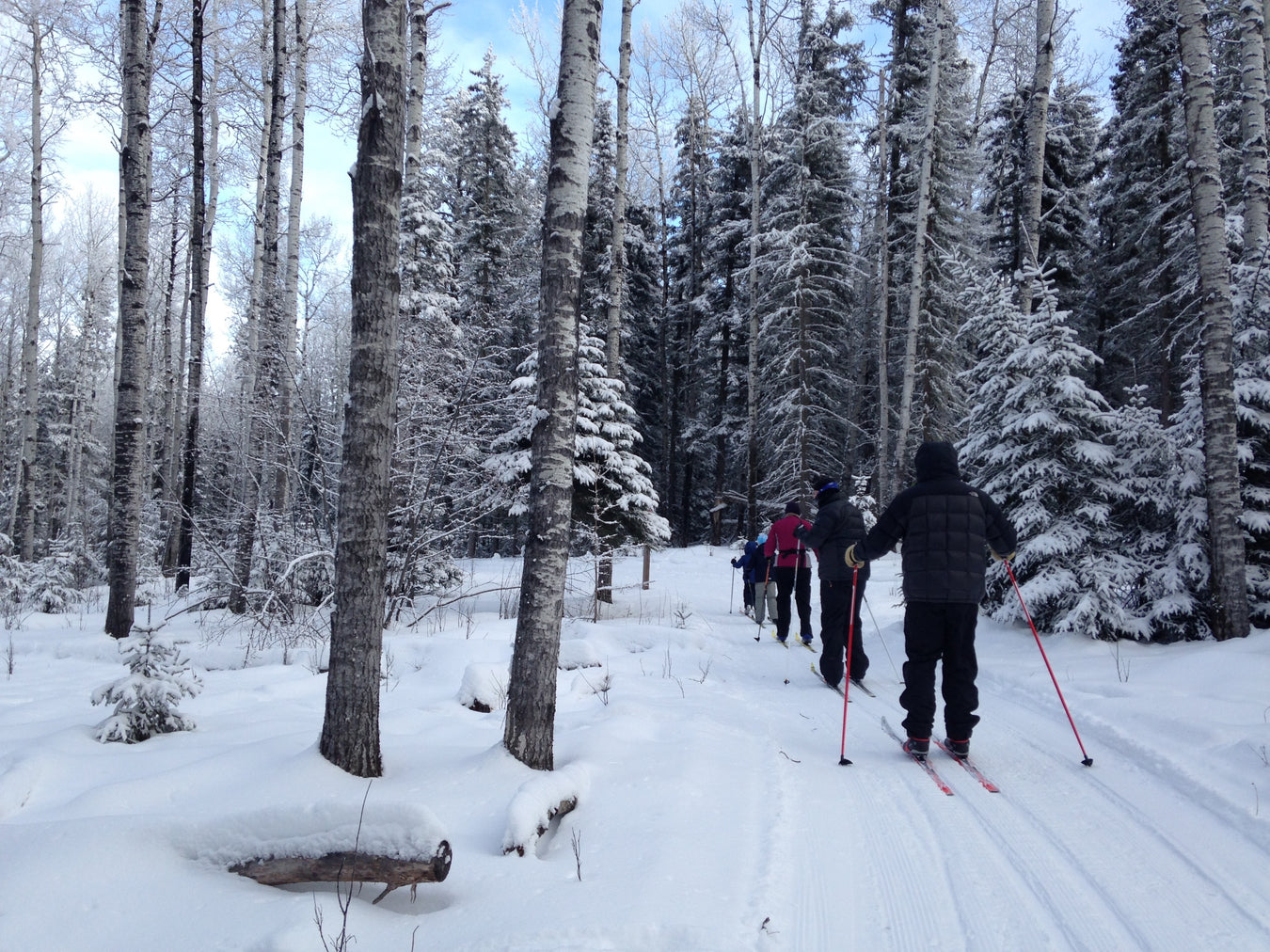 poeple cross country skiing through the forest